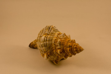 Sea shell on a light background