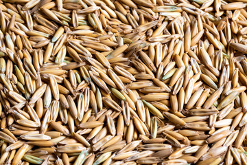 Abstract background of oats and wheat. Space for lettering or design.