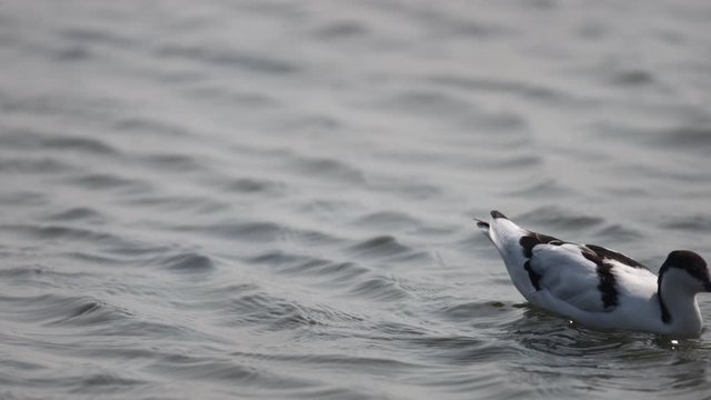 Adult Pied avocet (Recurvirostra avosetta), low angle view, foraging food on mud flat of the salt field, often scything bill from side to side in brackish water in daytime, lower center of Thailand.