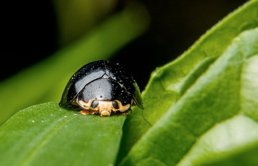 Black-tailed beetles are catching on the leaves and small droplets in the body.