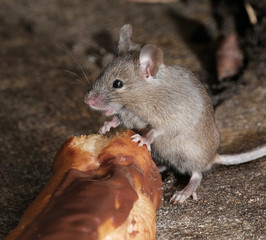 Mouse feeding on cake in urban house garden.