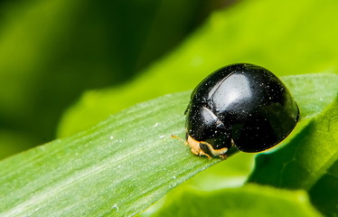 Black-tailed beetles are catching on the leaves and small droplets in the body.