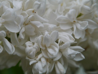 Weiße Flieder Blüte