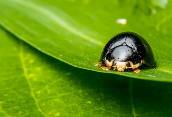 Black-tailed beetles are catching on the leaves and small droplets in the body.