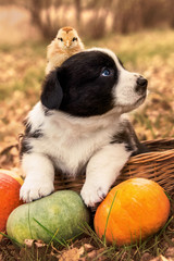 welsh corgi pembroke puppy dog chicken pumpkins