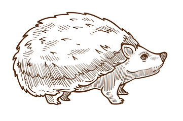 Wild forest animal, hedgehog with spines isolated sketch