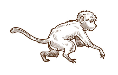 Capuchin wild animal isolated sketch, Asian monkey