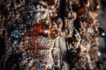 resin from the tree froze in bizarre forms