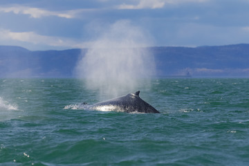 Humpback whale swimming in Canada in the Saint-Laurent gulf, with the breath 
