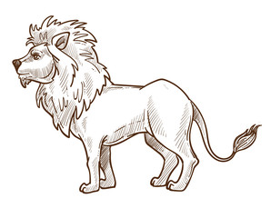 Wild cat, lion isolated sketch, African fauna animal