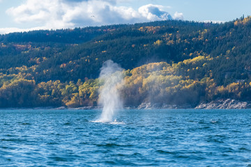 Humpback whale swimming in Canada in the Saint-Laurent gulf, with the breath 