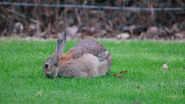 Wild rabbit feeding on urban house cut grass lawn.
