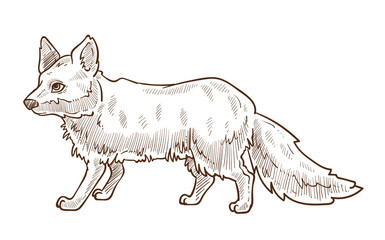 Forest animal, fox isolated sketch, wild forest animal
