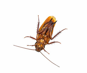 die cockroach isolated on a white background