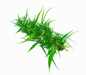 close up fresh cannabis indica isolated on white background