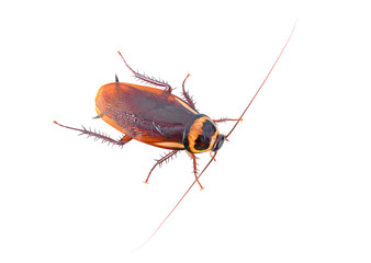 cockroach isolated on a white background (top view)