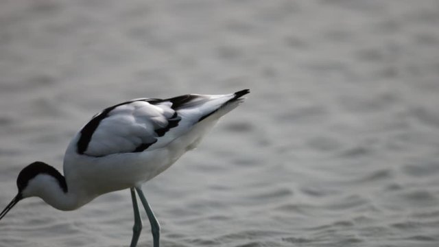 Adult Pied avocet (Recurvirostra avosetta), low angle view, foraging food on mud flat of the salt field, often scything bill from side to side in brackish water in daytime, lower center of Thailand.