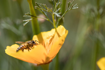 Honey bees forage for nectar and pollen exclusively, and as they forage for these resources, honey...