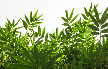 Bamboo leaves green on a white background.