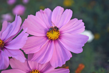 Obraz premium Top view of big pink Zinnia flower in full bloom with bee collecting pollen on green blurry background