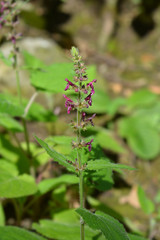 Hedge woundwort flower