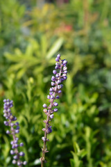 Big blue lilyturf flowers on green grass 