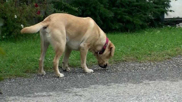 Ein Labrador Retriever schn&uuml;ffeln auf der Suche