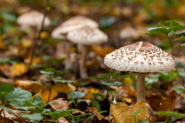 Pilze im Herbst Autumn zwischen Blättern 