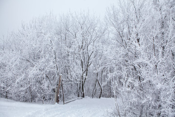 snow covered branches in the winter forest 