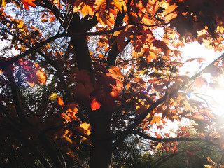 sunlight through red maple leaves, Moscow.