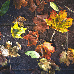 Autumn leaves fallen to the ground during rain