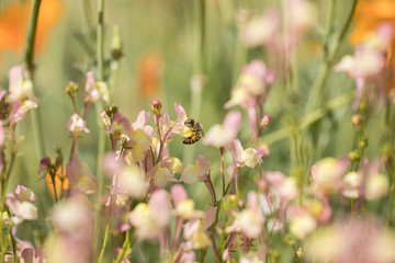 Honey bees forage for nectar and pollen exclusively, and as they forage for these resources, honey bees accomplish pollination.