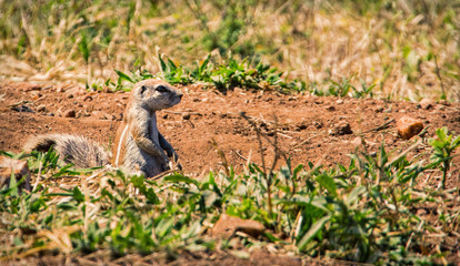 Ground Squirrel
