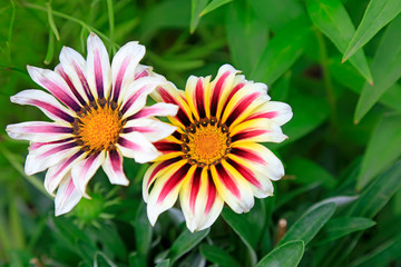 Obraz premium Flowers in the park