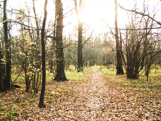 Naklejka premium Sunny day in autumn Park, Moscow.