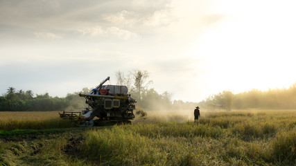 Fototapeta premium Rice harvesting in field thailand