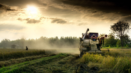farmer silhouette with Combine harvesters working at rice field on sunset