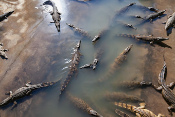 Crocodile farm