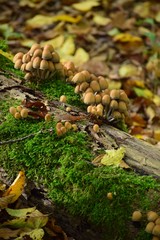 Mushrooms and Moss