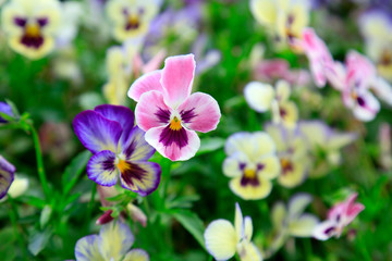 Fototapeta premium Pansy in the botanical garden