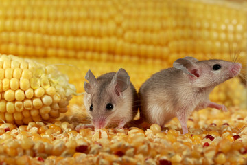 Fototapeta na wymiar Closeup two curious young gray mouse lurk near the corn in the warehouse. Concept of rodent control.