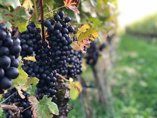 red wine grapes on the vine near Lindau on the Bodensee, Germany