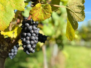 red wine grapes on the vine near Lindau on the Bodensee, Germany