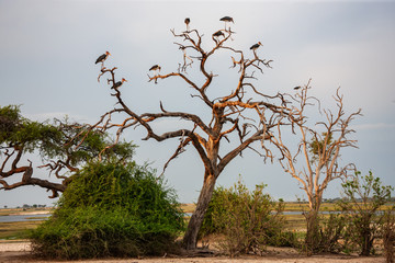 stork  marabou