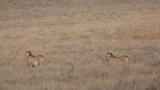Two East African Cheetahs Stalk Their Prey In The Grasses Of The Lewa Conservancy