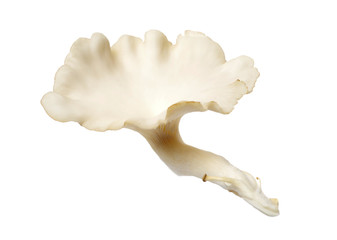 oyster mushroom on white background