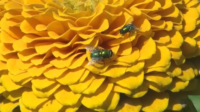 Zwei gr&uuml;ne Schmei&szlig;fliegen krabbeln auf einer gelben Zinnie
