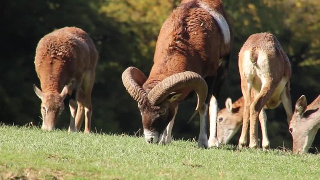 Big brown mouflon spotted feeding itself with deer family. Deer family on a green meadow feeding itself with grass.