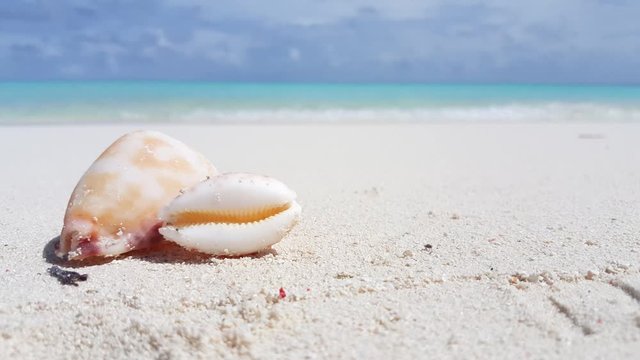 tropical beach background. Seashells on an empty beach with white sand, close up shot with copy space