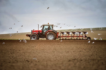 farmer at work in the middle of the seagulls